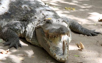 Crocodile park
