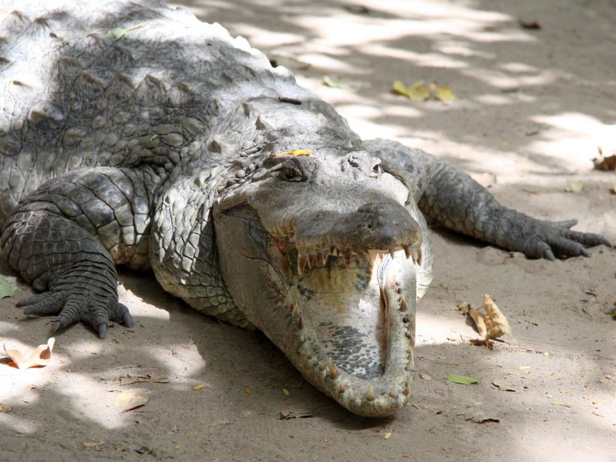 Crocodile park