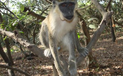 Monkey Park