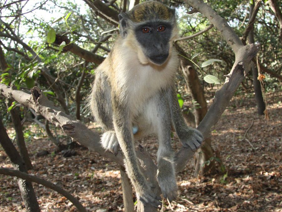 Monkey Park