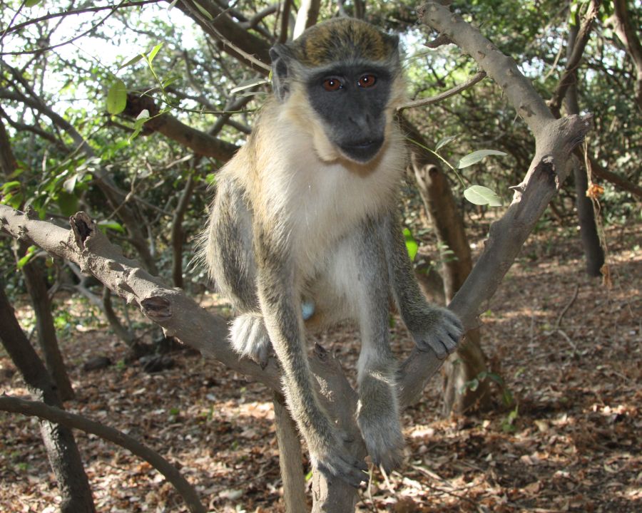 Monkey Park Taxi Gambia